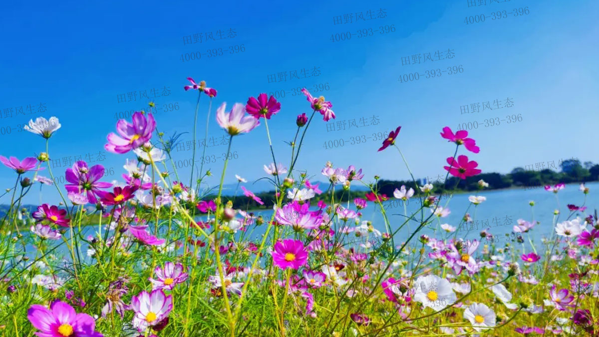 波斯菊種子 波斯菊種子