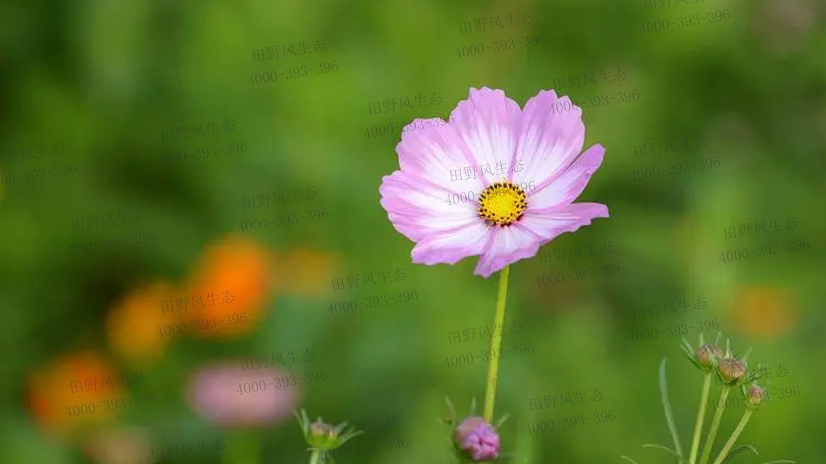 波斯菊種子 波斯菊種子