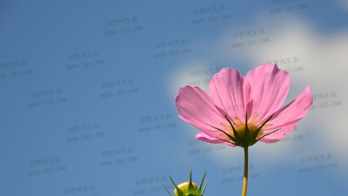 波斯菊種子 波斯菊種子