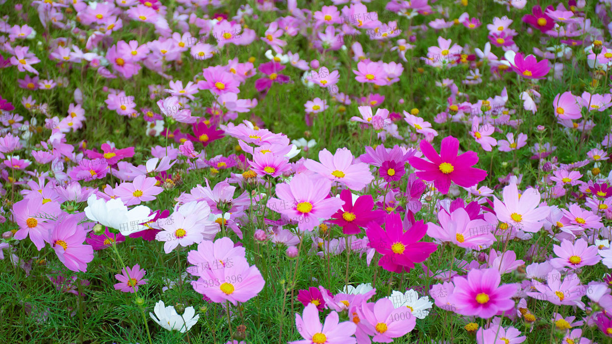 波斯菊種子 波斯菊種子