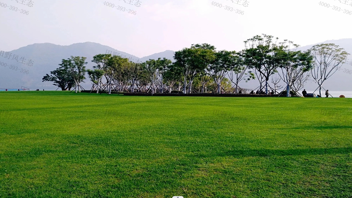 早熟禾種子 早熟禾種子