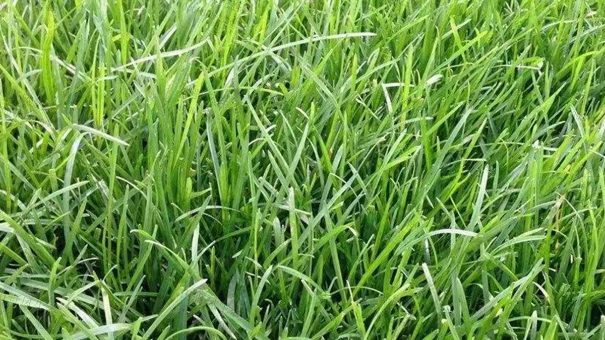 早熟禾種子 早熟禾種子