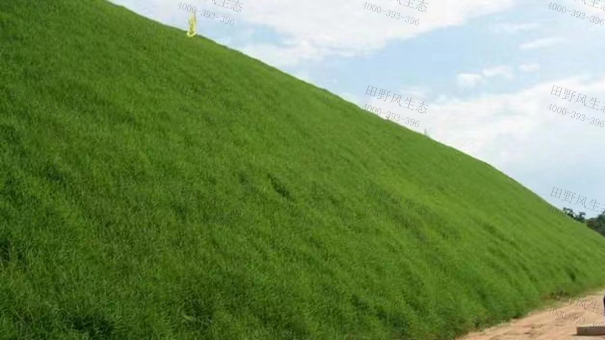 早熟禾種子 早熟禾種子