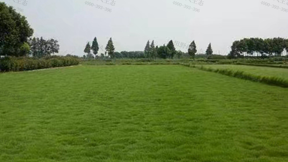 早熟禾種子 早熟禾種子