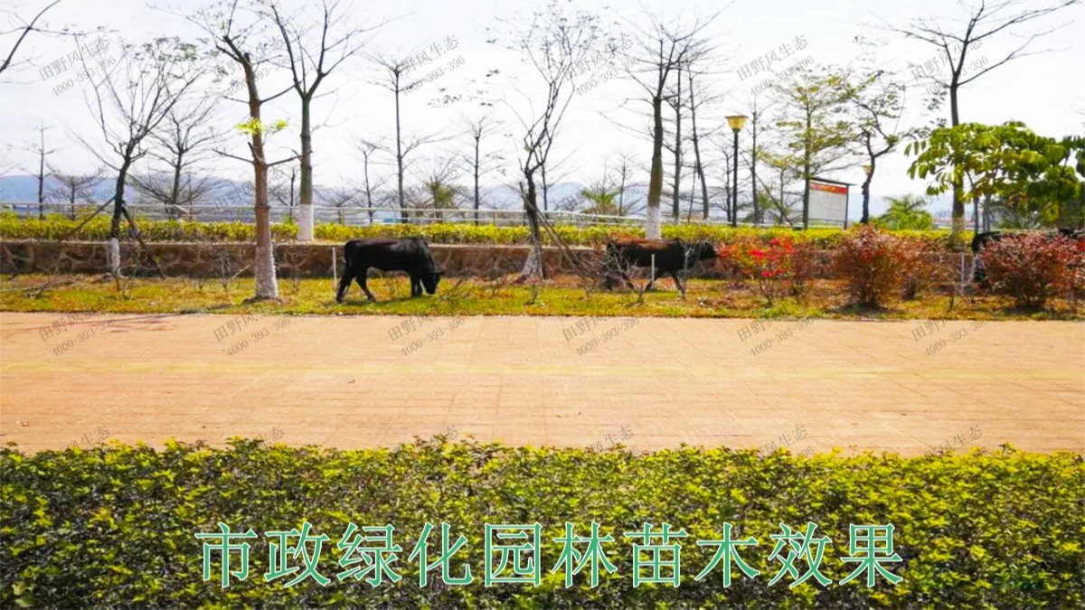 廣東珠海斗門美化綠化市政工程 廣東珠海斗門美化綠化市政工程