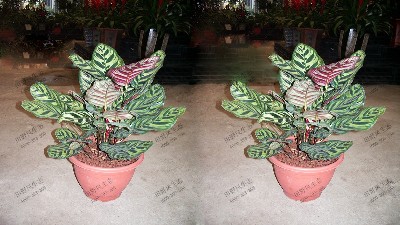 竹芋(紅背孔雀)