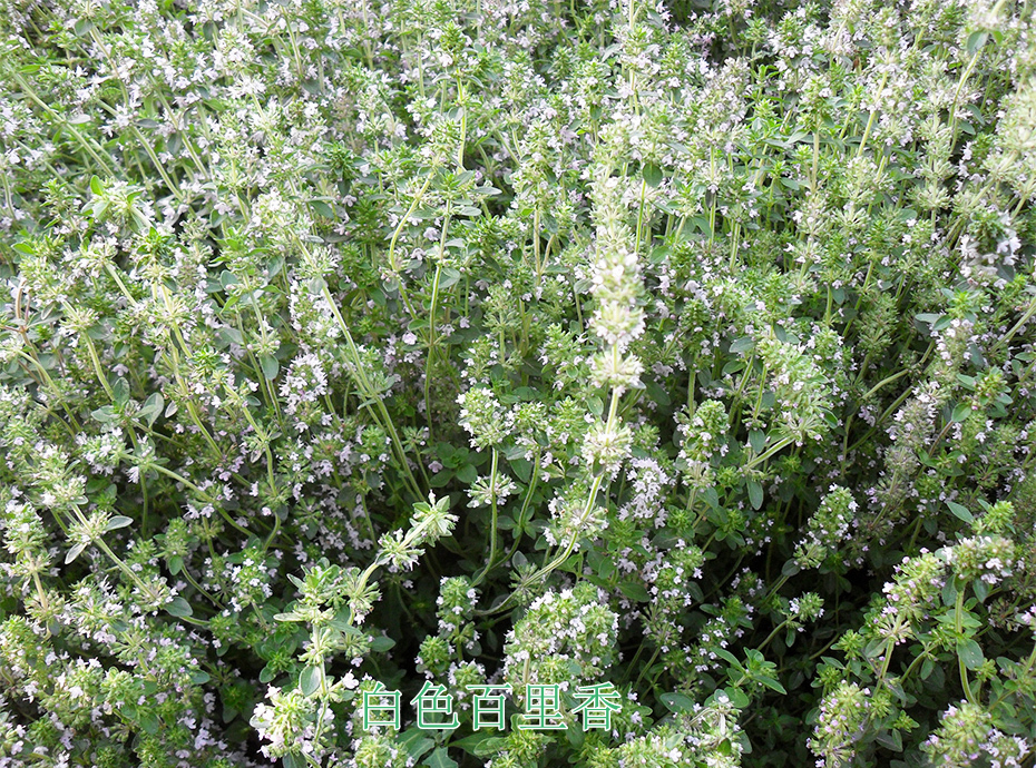 2白色百里香