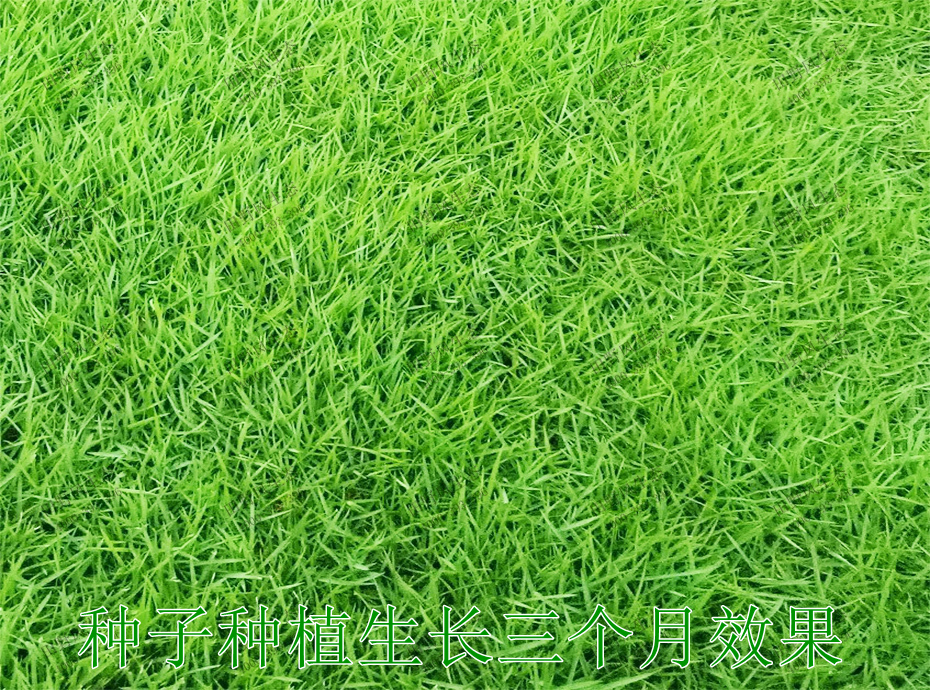 5種子種植生長(zhǎng)3個(gè)月效果
