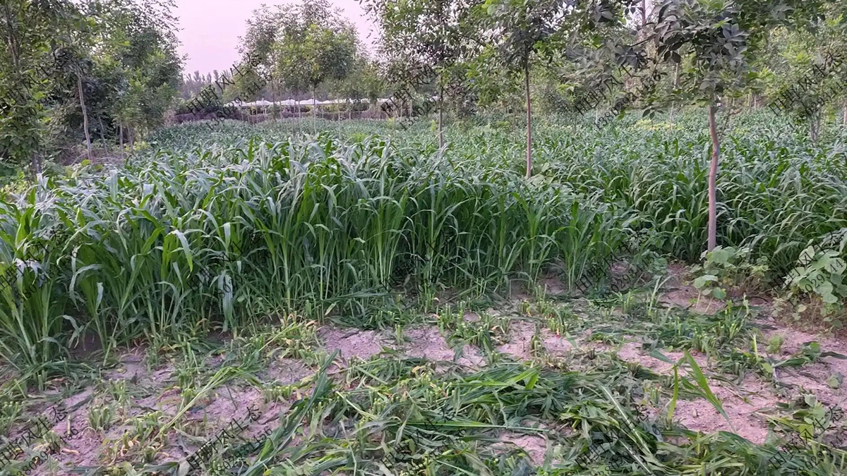 養(yǎng)牛最好的牧草種子有哪些品種？