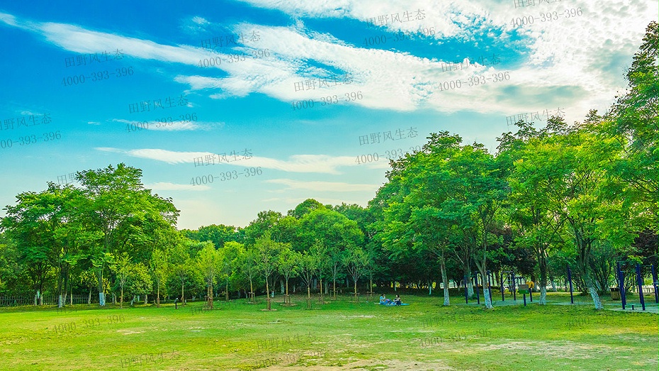 百慕大草籽 百慕大草籽