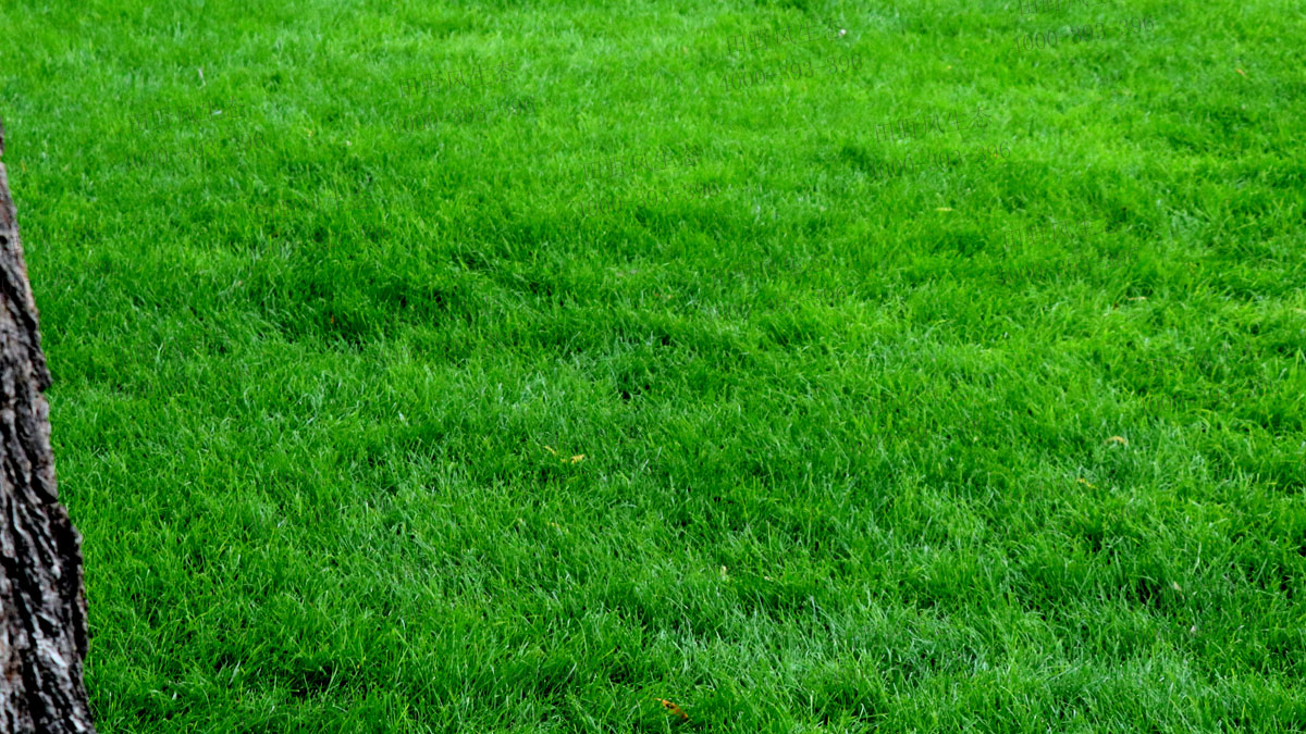 百慕大草籽 百慕大草籽