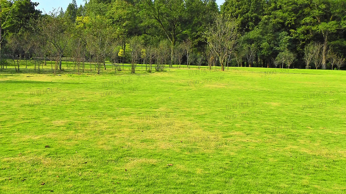 百慕大草籽 百慕大草籽