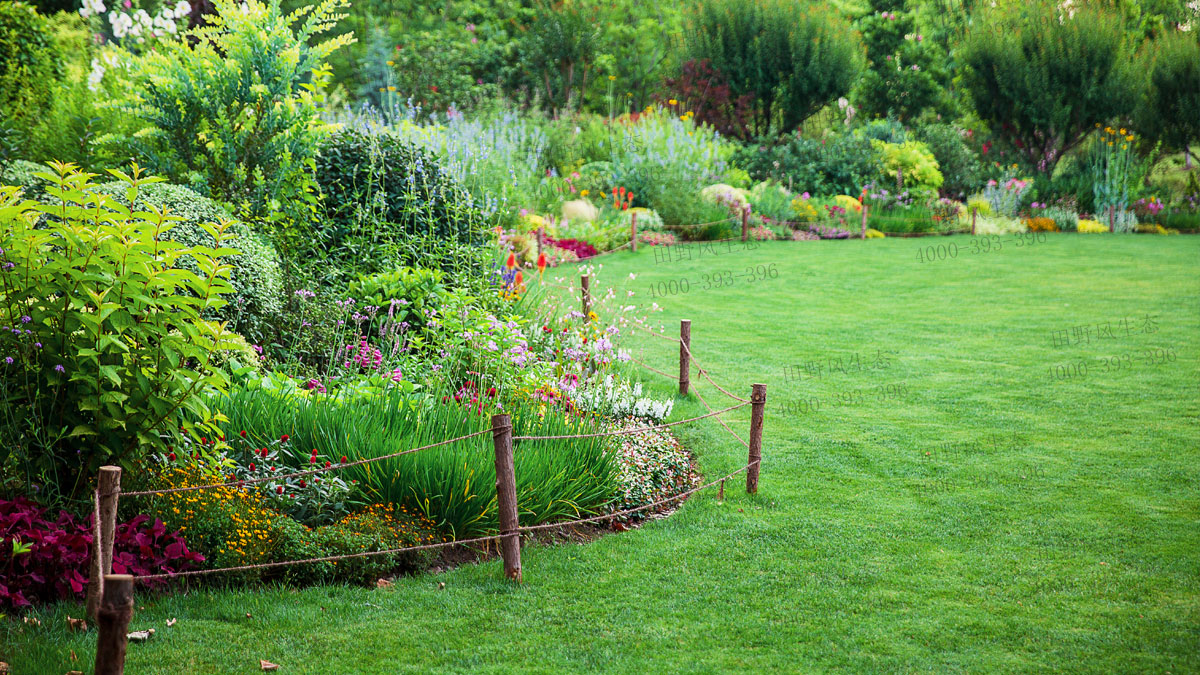 百慕大草籽 百慕大草籽