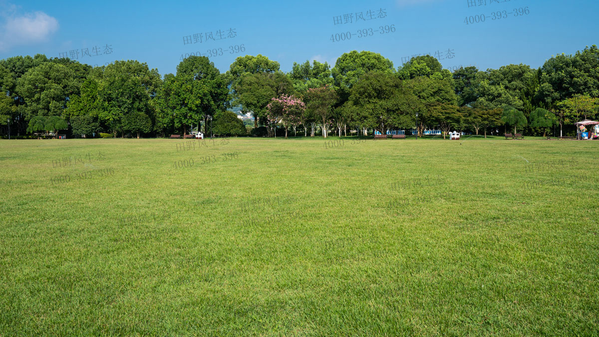 百慕大草籽 百慕大草籽