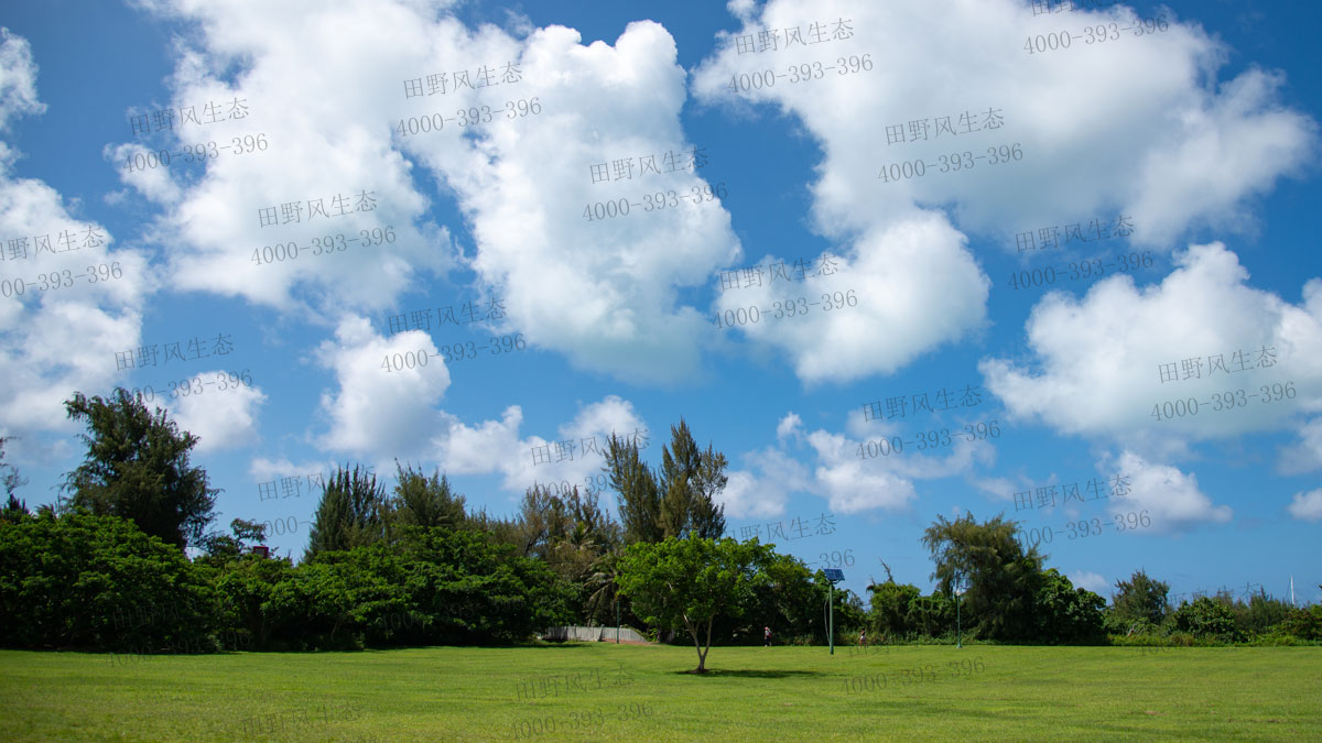 百慕大草籽 百慕大草籽