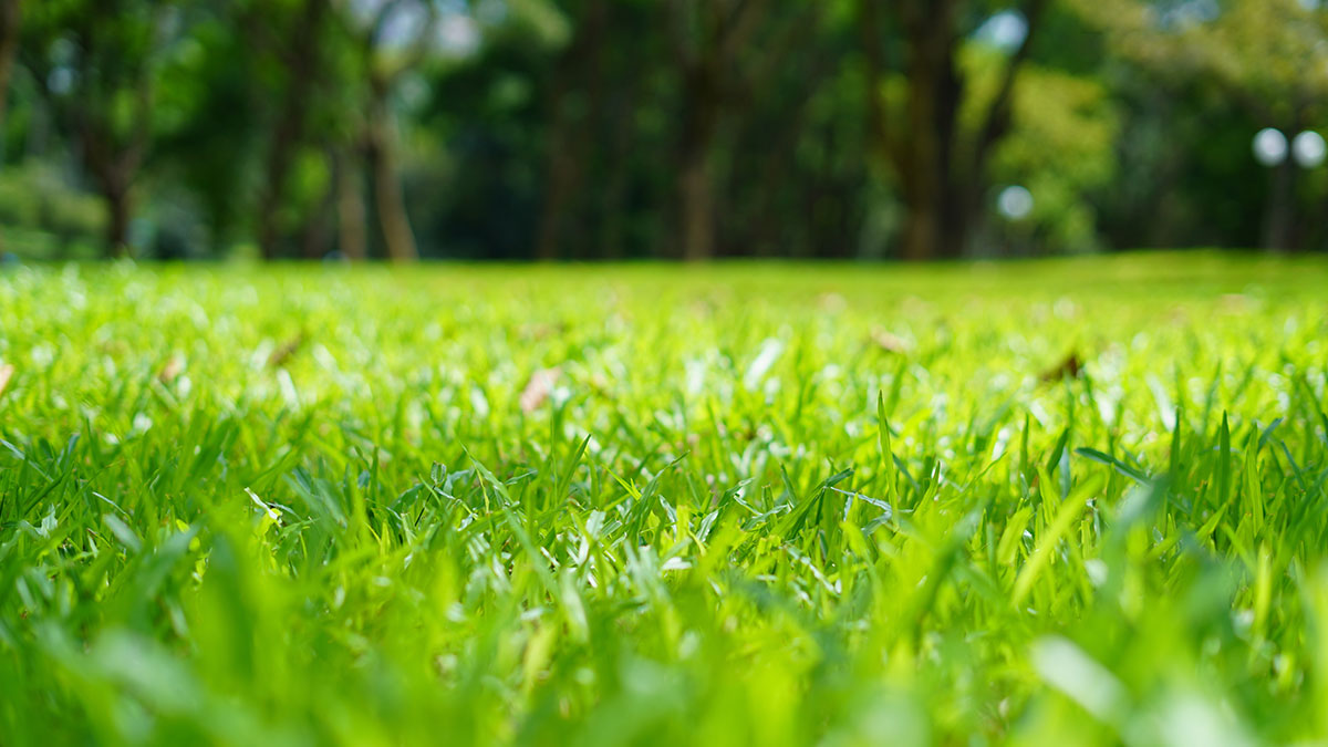 黑麥草種子 黑麥草種子