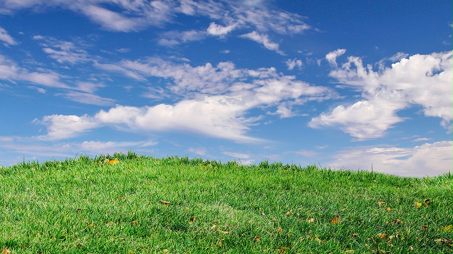 黑麥草坪 黑麥草坪
