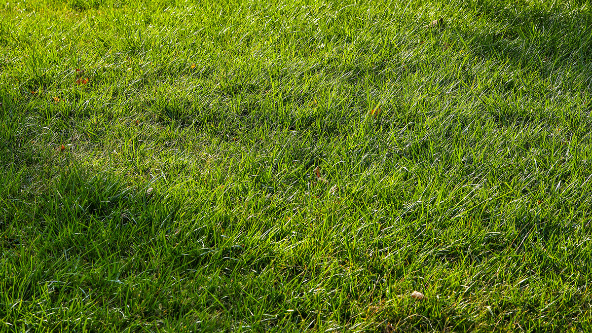 黑麥草種子 黑麥草種子