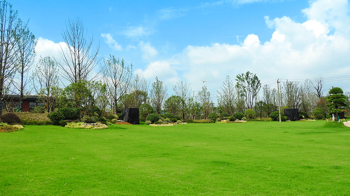 黑麥草種子 黑麥草種子