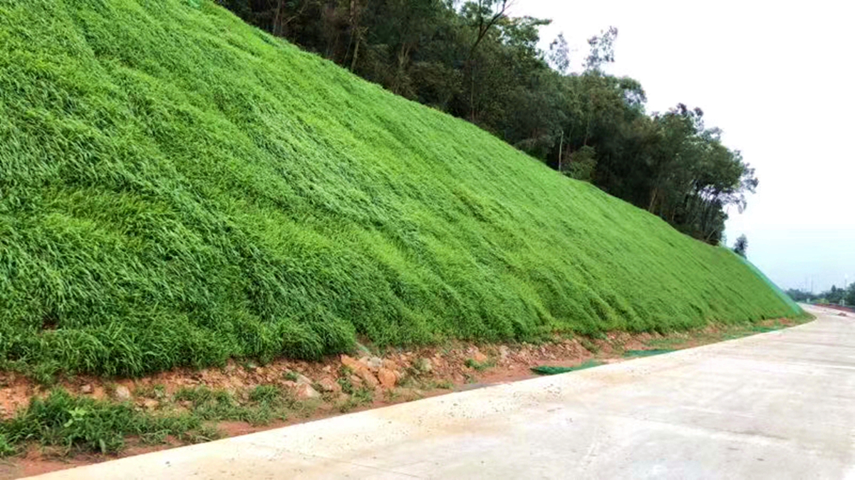 廣東中山火炬新區(qū)道路邊坡復(fù)綠工程 廣東中山火炬新區(qū)道路邊坡復(fù)綠工程