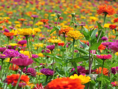 為什么百日草種子在花卉里面那么受歡迎？有哪些價(jià)值呢？