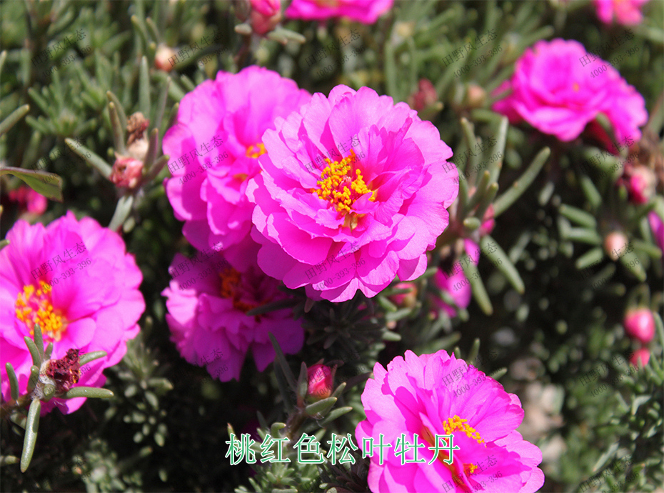 9桃紅色松葉牡丹