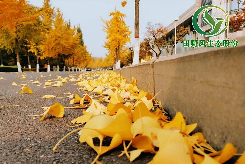 園林綠化，景觀綠化