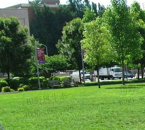 四季青草坪種子如何種