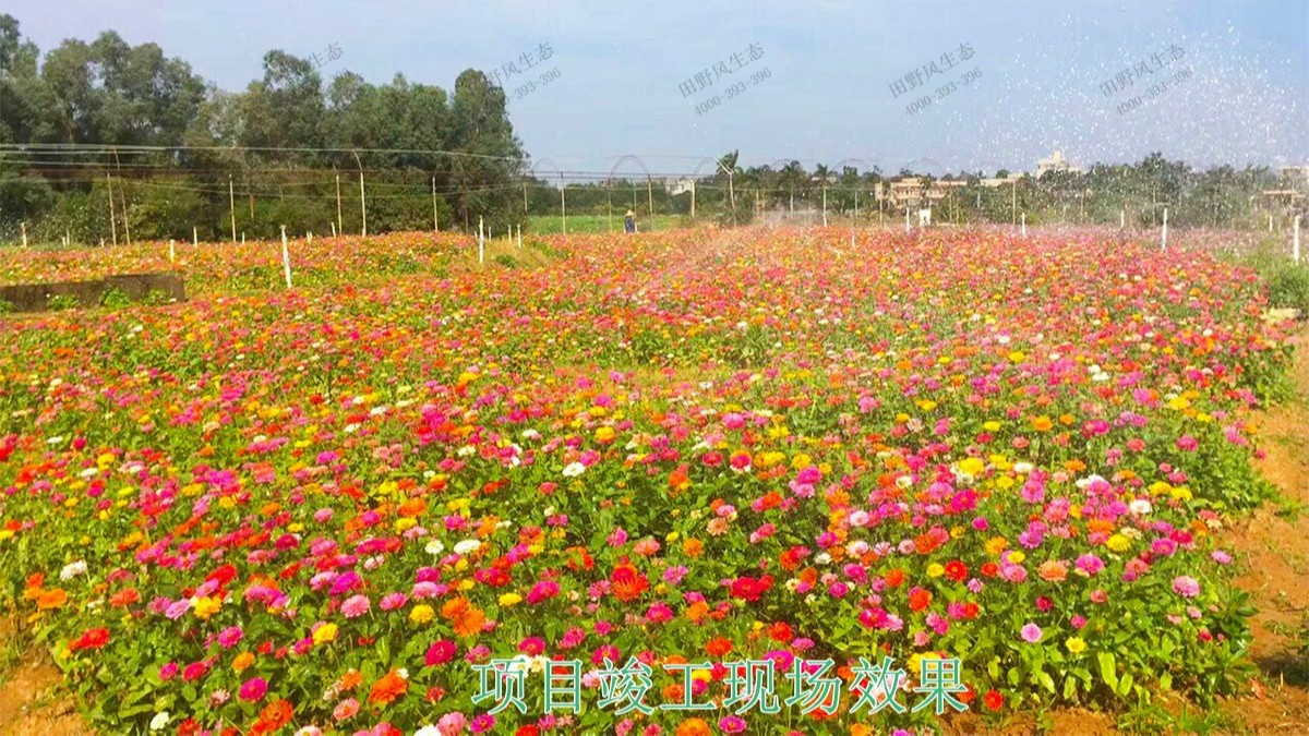 廣西蒙山縣景區(qū)花海工程 廣西蒙山縣景區(qū)花海工程