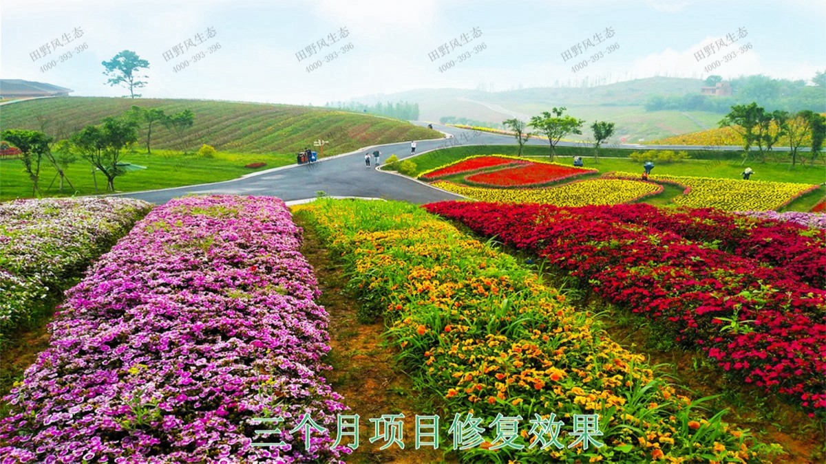 廣西蒙山縣景區(qū)花海工程 廣西蒙山縣景區(qū)花海工程