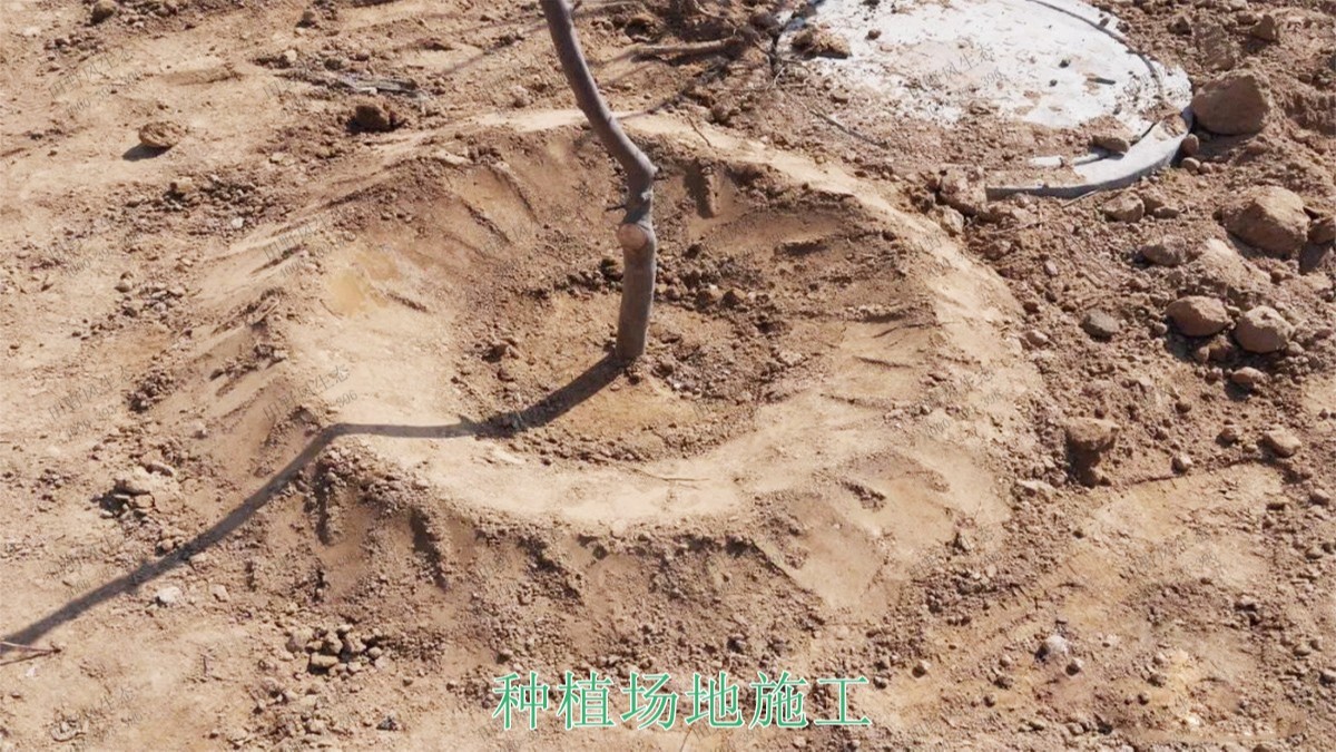 福建福州景區(qū)花海工程 福建福州景區(qū)花海工程