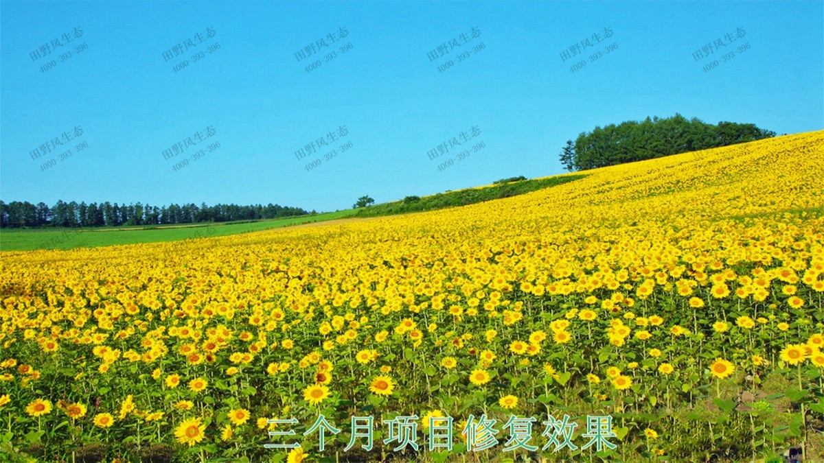 福建福州景區(qū)花海工程 福建福州景區(qū)花海工程