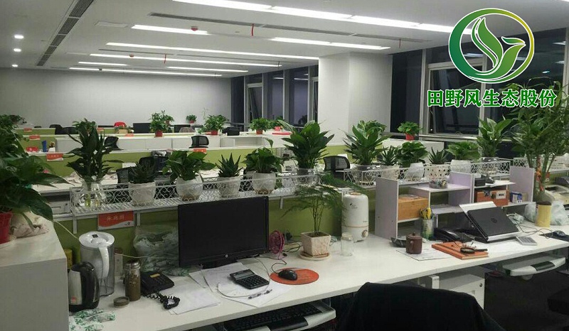 綠植租擺，綠植養(yǎng)護(hù)