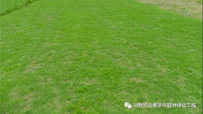 不同氣候地區(qū)，如何選擇綠化草種？這篇超實(shí)用