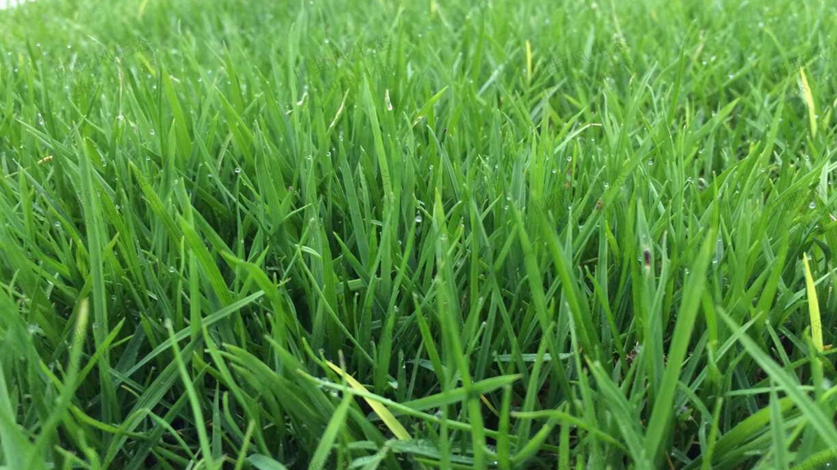 簡(jiǎn)單易懂的馬尼拉草種子種植方法及養(yǎng)護(hù)管理技巧！