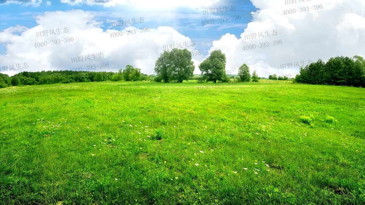 百慕大草籽 百慕大草籽