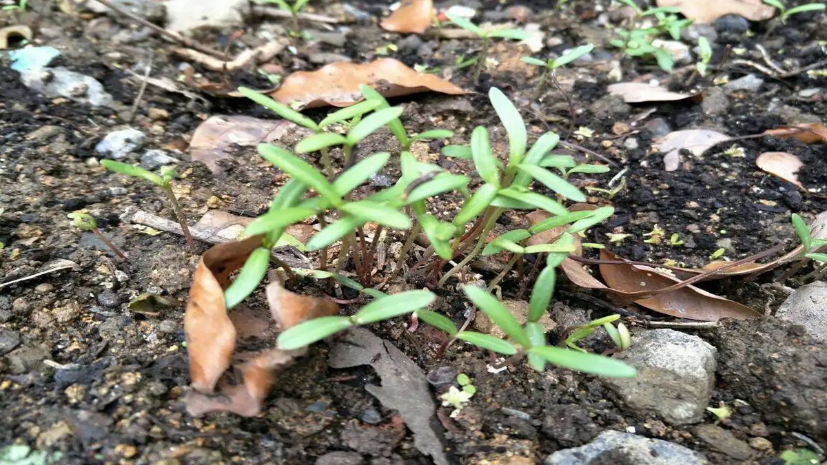 波斯菊種子 波斯菊種子