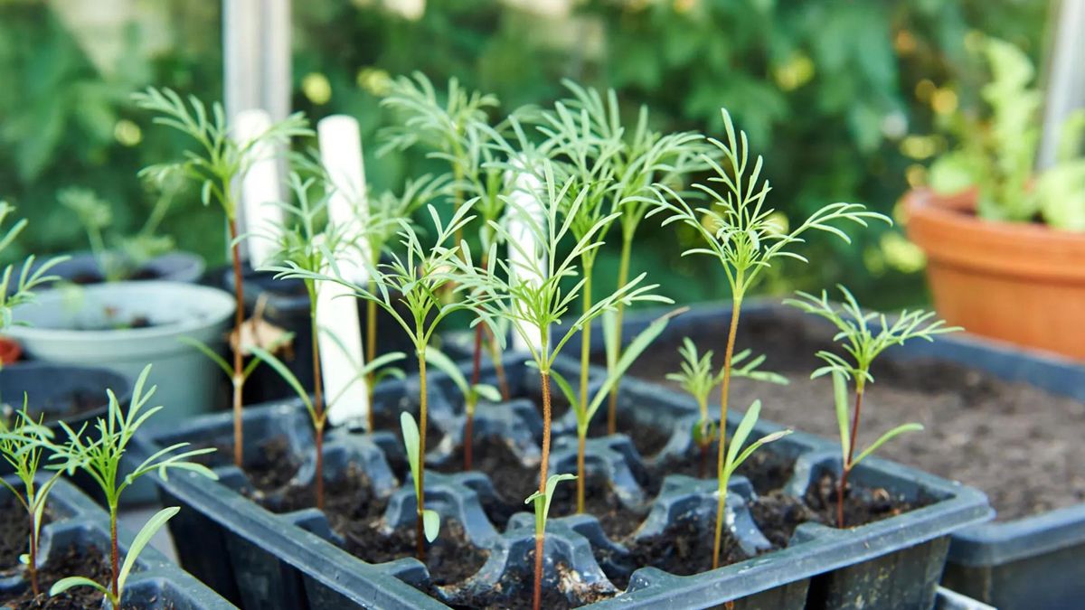 波斯菊種子 波斯菊種子