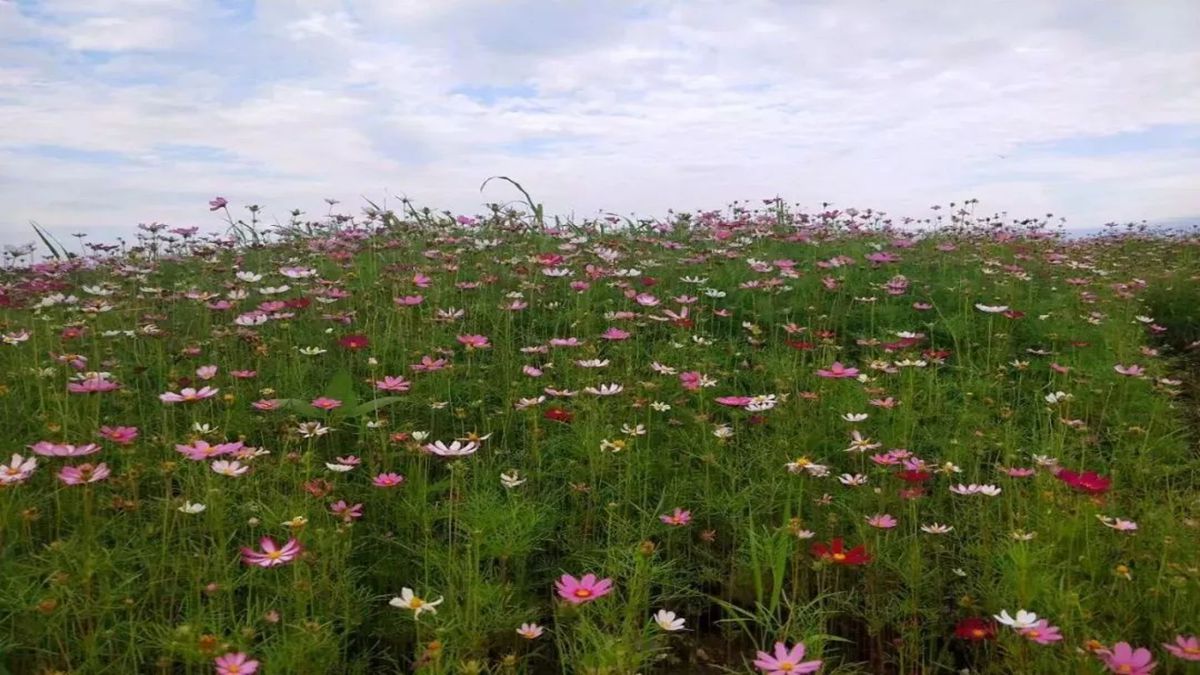 波斯菊種子 波斯菊種子