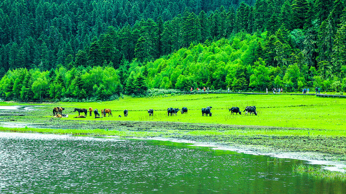 狗牙根草種 狗牙根草種