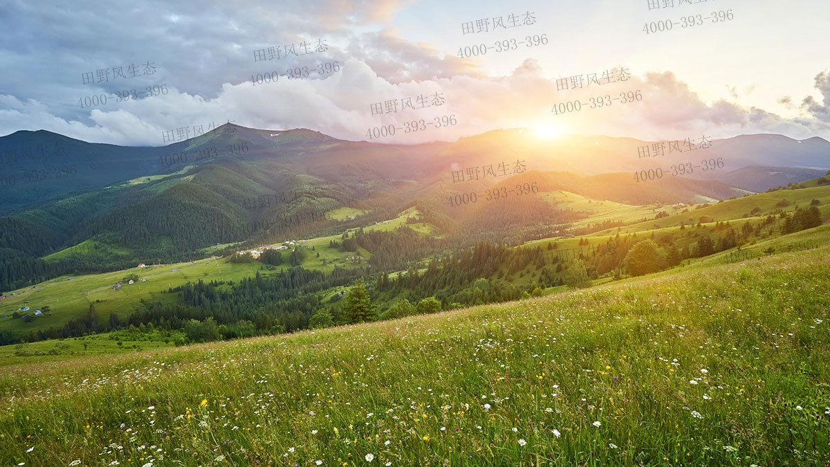 狗牙根草種 狗牙根草種