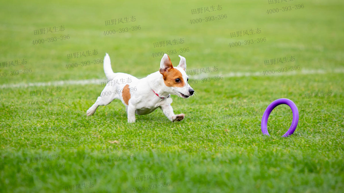 狗牙根草種 狗牙根草種