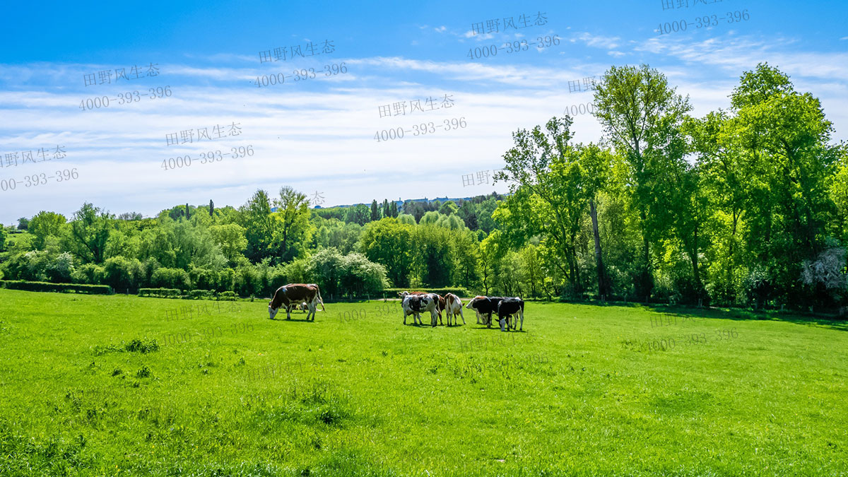 狗牙根草種 狗牙根草種
