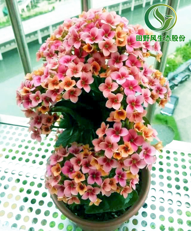 長壽花2