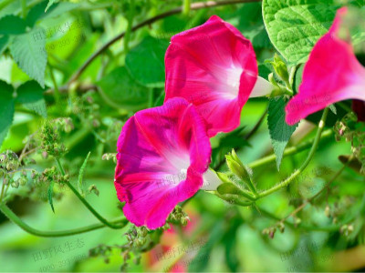 牽?；ǚN子種植不得不知的5大秘訣！