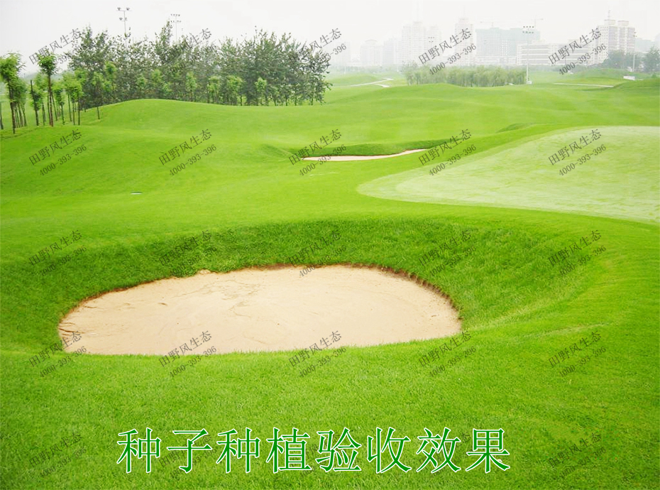 四季青草坪 四季青草坪