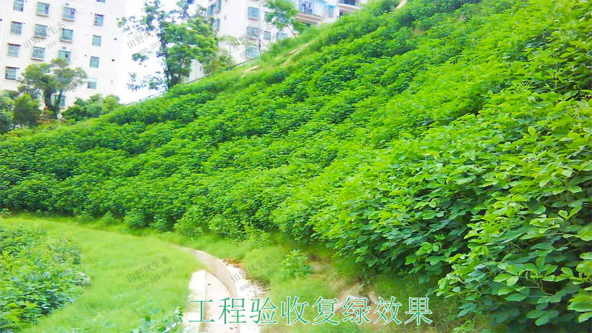 四季青復(fù)綠效果 四季青復(fù)綠效果