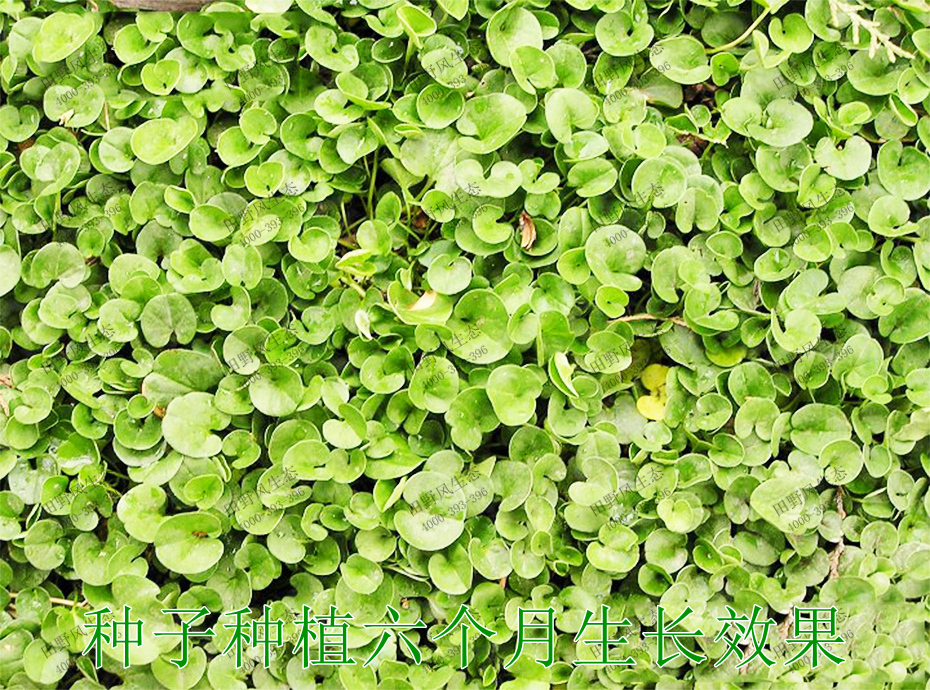 四季青草坪 四季青草坪