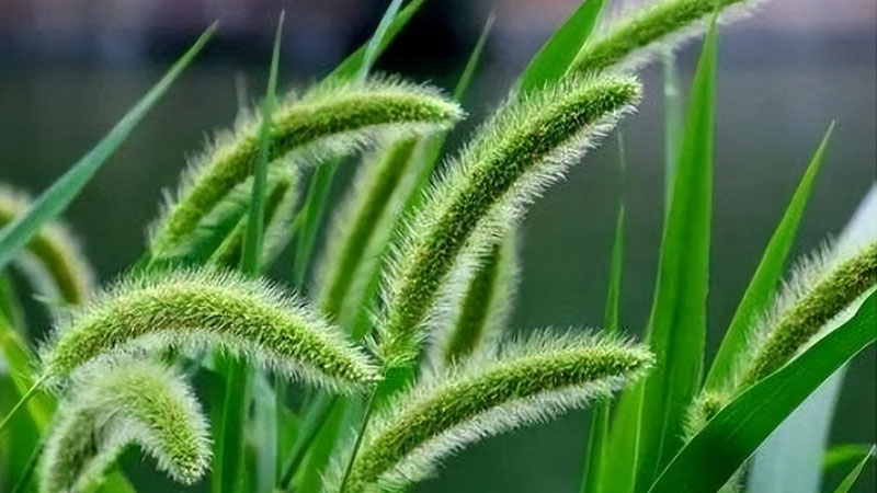 狗尾巴草 狗尾巴草