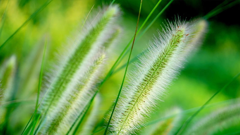 狗尾巴草 狗尾巴草